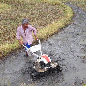 tennma B paddy field